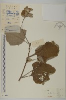 牛蒡藏品圖，第1張