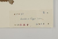 牛蒡藏品圖，第3張