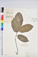 錐栗藏品圖，第1張