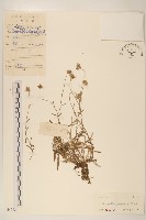 父子草、天青地白藏品圖，第1張