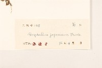 父子草、天青地白藏品圖，第3張