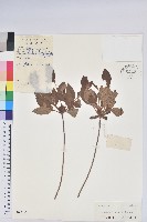 唐杜鵑、大屯杜鵑、中原氏杜鵑藏品圖，第1張