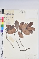 鹿角杜鵑、西施花、青紫木藏品圖，第1張