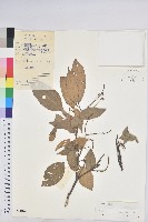 粗糠柴藏品圖，第1張