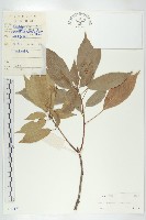 猴歡喜藏品圖，第1張