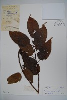 朱紅水木藏品圖，第1張