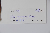 朱紅水木藏品圖，第2張