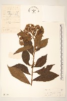 登錄號:S040182藏品圖，第1張