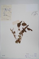 毛鳳仙花藏品圖，第1張