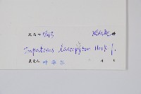 毛鳳仙花藏品圖，第2張