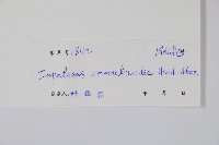 類鴨趾草鳳仙花藏品圖，第2張