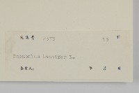 狗筋蔓藏品圖，第3張