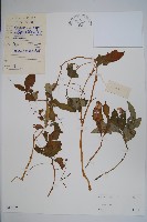 登錄號:S040202藏品圖，第1張