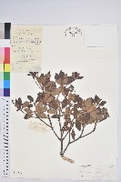 燈籠花藏品圖，第1張