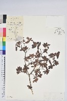 唐杜鵑、大屯杜鵑、中原氏杜鵑藏品圖，第1張