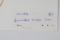 野莧菜藏品圖，第2張