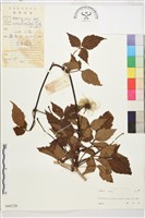 繡球藤藏品圖，第1張