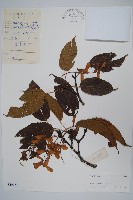 青榨槭藏品圖，第1張