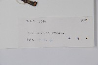 青榨槭藏品圖，第2張