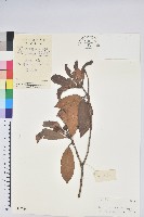 短脈杜鵑藏品圖，第1張