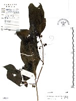 龍珠藏品圖，第1張