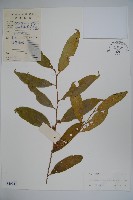 灰葉冬青藏品圖，第1張