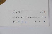 灰葉冬青藏品圖，第2張