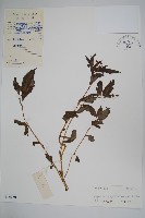 登錄號:S040250藏品圖，第1張