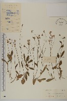 小葉一點紅藏品圖，第1張