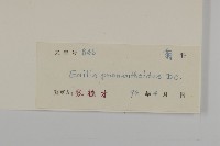 小葉一點紅藏品圖，第3張