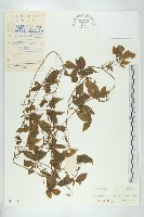 絞股藍藏品圖，第1張