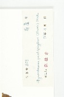 絞股藍藏品圖，第3張