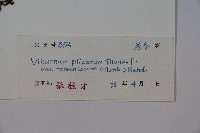 蝴蝶莢迷藏品圖，第2張