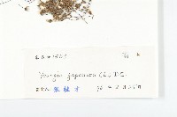 黃鵪菜藏品圖，第3張
