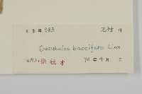 狗筋蔓藏品圖，第3張