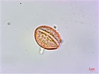 華鉤藤藏品圖，第2張