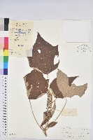 白背葉藏品圖，第1張