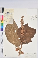 毛桐藏品圖，第1張