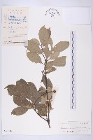 尖葉四照花藏品圖，第1張