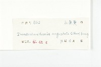 尖葉四照花藏品圖，第3張