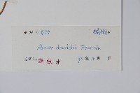 青榨槭藏品圖，第2張