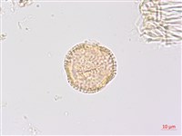 高地山香圓藏品圖，第1張