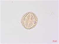 高地山香圓藏品圖，第3張