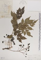 楝、苦楝藏品圖，第1張