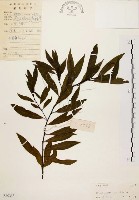 山胡椒藏品圖，第1張