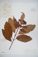 水紅木藏品圖，第1張