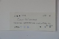 水紅木藏品圖，第2張