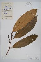 辛果漆藏品圖，第1張