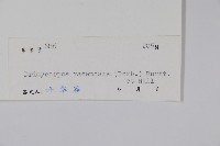 辛果漆藏品圖，第2張