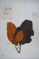 登錄號:S040327藏品圖，第1張